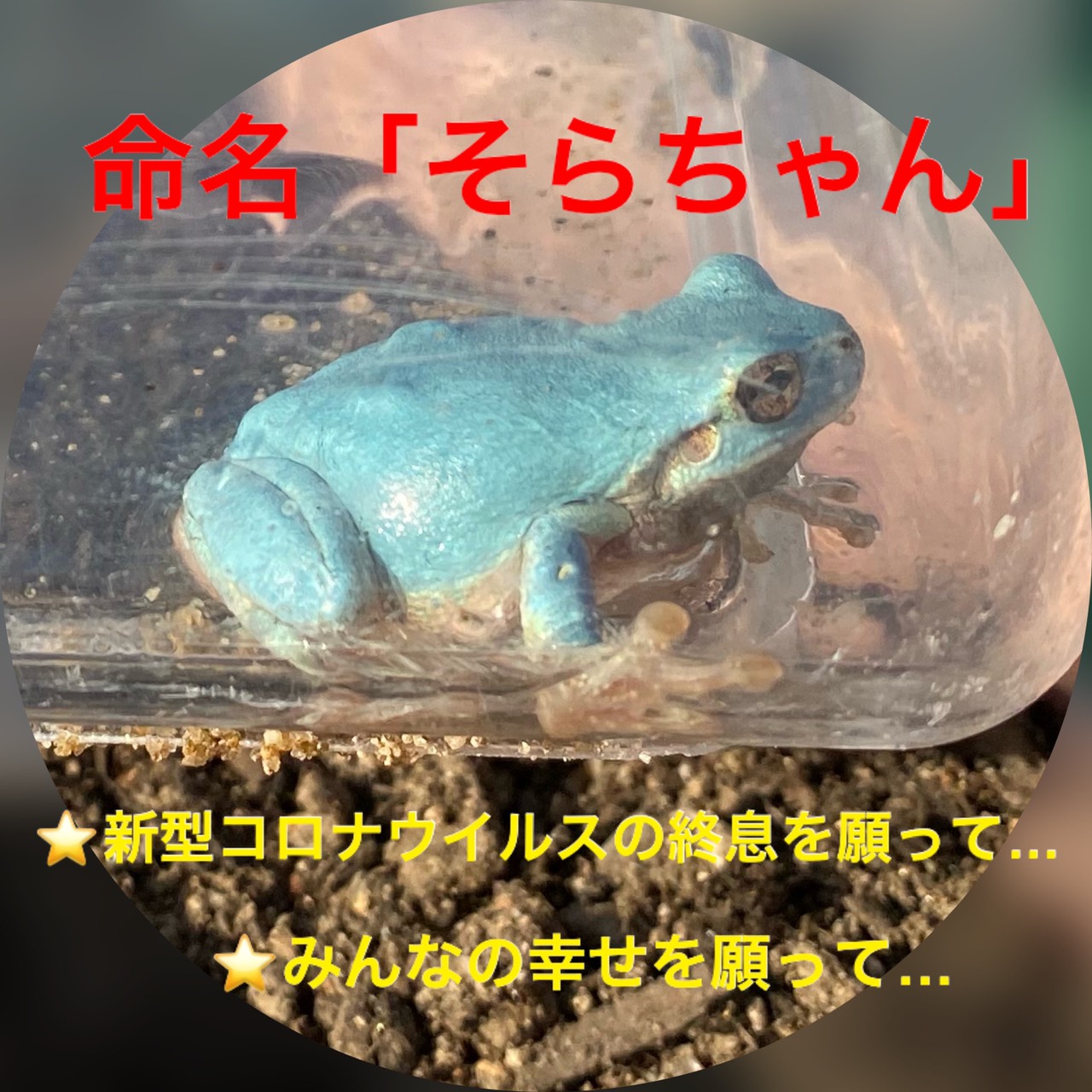 2020.05.13：水色カエルの「そらちゃん」 - 社会福祉法人 たんぽぽ福祉